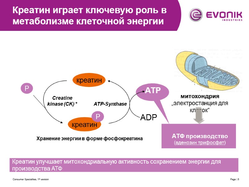 Consumer Specialties, 1st version Page | 5 креатин P креатин P ADP ATP Creatine